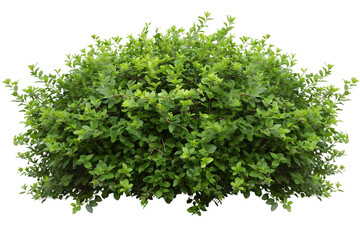 bush with green leaves transparent background PNG
