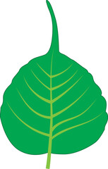 Peepal leaf vector 