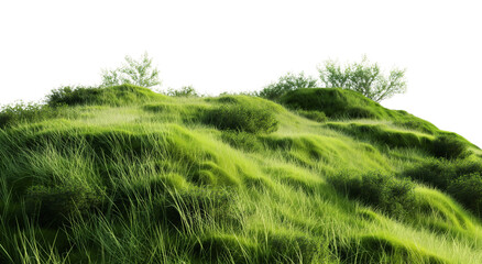 grass field transparent background PNG