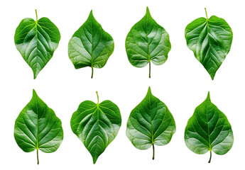green leaves isolated on white background transparent background PNG