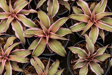 Small pink Cryptanthus in plastic black pot, in the garden. Beautiful houseplant background. Cryptanthus plant shaped like a starfish.
