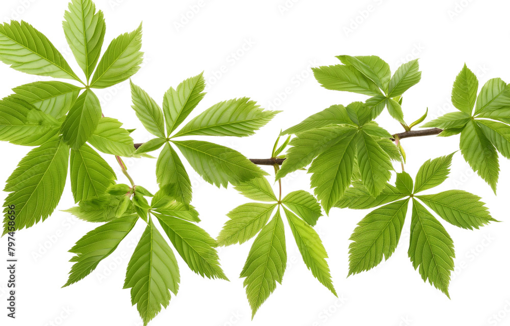 Wall mural chestnut tree transparent background PNG