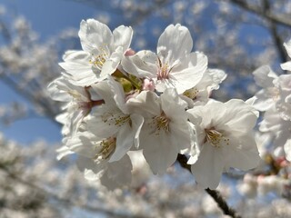 Obraz premium 青空に映える桜の枝