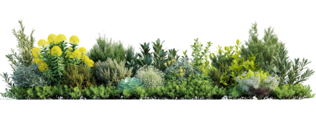 various types of shrubs transparent background PNG