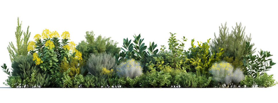 different types of shrubs and bushes transparent background PNG