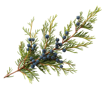 cypress transparent background PNG