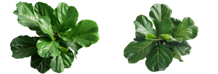 Fiddleleaf fig transparent background PNG