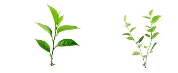 green plant isolated on transparent background PNG