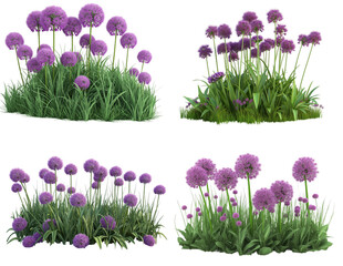 Alliums  flowers isolated on white transparent background PNG