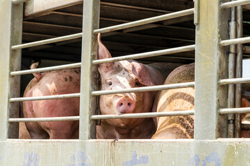 Close-up of pigs on a truck in Pingtung, Taiwan.