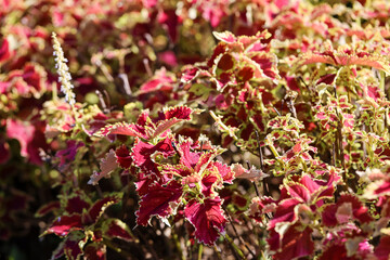 Fototapeta premium Mayana Coleus Plant, Red and Green Leafed Plants. Tanaman Miana 