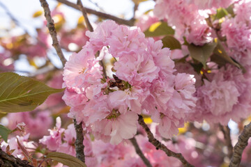 Fototapeta na wymiar 벚꽃 Cherry Blossom