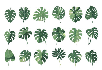 set of green leaves Monstera transparent background PNG 