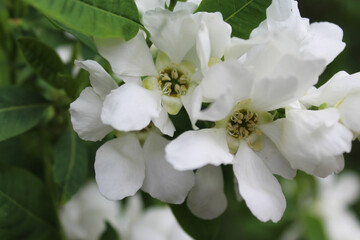 Fototapeta na wymiar spring white flower on a blurred green background