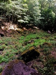 Obraz premium stream in the woods