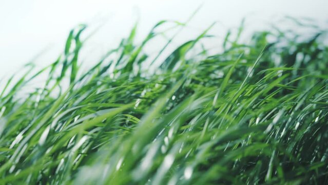 春風に揺られる多摩川に咲く野花_野草_4K_スローモーション