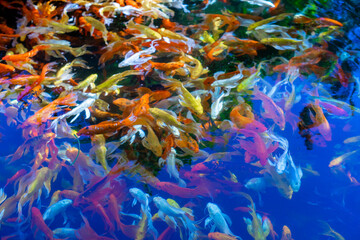  Nishiki-koi have been domesticated and bred to be kept as ornamental plants in small lakes, and...