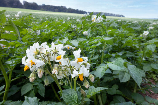 Aardappelveld in Limburg. De Aardappel bloeit met stervormige wit tot paarse bloemen met een zuiltje van gele meeldraden