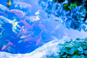  Nishiki-koi have been domesticated and bred to be kept as ornamental plants in small lakes, and...