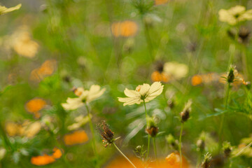 The garden has many types of Sulfur cosmos.The beautiful of Sulfur Cosmos