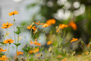 A cheerful display of sunny Sulfur cosmos, Sulfur cosmos artfully arranged on a matching yellow background 