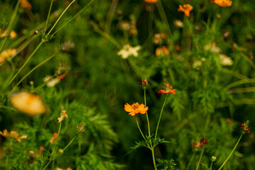 the sunflower family Asteraceae, also known as sulfur cosmos and yellow cosmos.Sulfur cosmos Beautiful Delicate, 