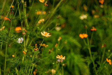the sunflower family Asteraceae, also known as sulfur cosmos and yellow cosmos.Sulfur cosmos Beautiful Delicate, 