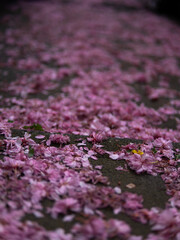petals of pink sakura flowers lie on the ground