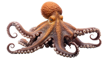 Obraz premium Detailed orange octopus on transparent background