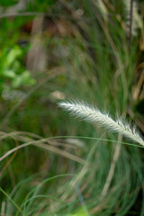 Pennisetum purpureum has the advantage of being easy to grow,Pennisetum purpureum fast growing, and high yield. Pennisetum purpureum has a higher nutritional