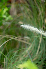 Pennisetum purpureum has the advantage of being easy to grow,Pennisetum purpureum fast growing, and high yield. Pennisetum purpureum has a higher nutritional