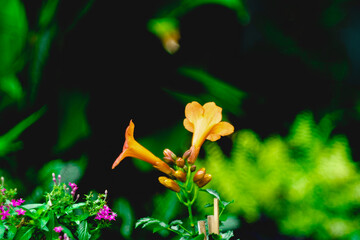 The flowers Campsis radicans come in terminal cymes of 2-8. Each flower Campsis radicans is up to 9...