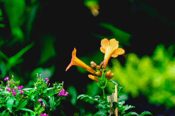 The flowers Campsis radicans come in terminal cymes of 2-8. Each flower Campsis radicans is up to 9 centimetres (3.5 inches) long and trumpet shaped. 