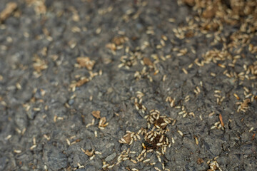 Due to the life of a Rhinotermitidae with a very large number of members, to fight the harmful effects of Rhinotermitidae, Rhinotermitidae is impossible to just target individual individuals