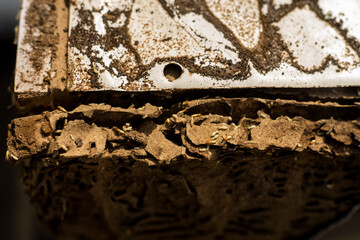 Rhinotermitidae Communication takes place through chemical activity, more specifically through traces of cuticular hydrocarbon,hinotermitidae semiochemicals