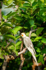 some modernday mutations Nymphicus hollandicus are sexlinked and the male and female chicks are easily distinguishable as soon as their feathers come in