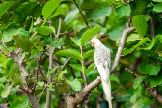 Nymphicus hollandicus  a grey coloured crest and face, Nymphicus hollandicus a dull orange patch on each of their cheeks. 