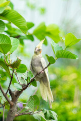 The Cockatiel Nymphicus is the only member of the genus Nymphicus. Cockatiel Nymphicus was...