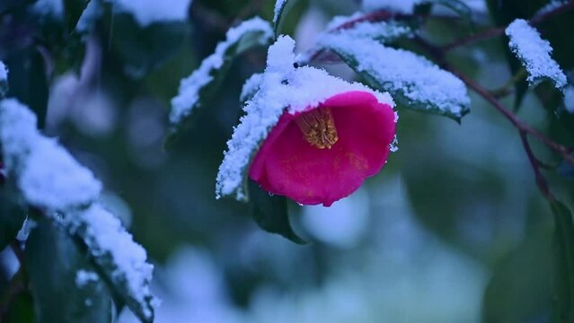 雪の中の椿