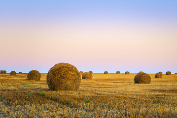 hay bales in the field