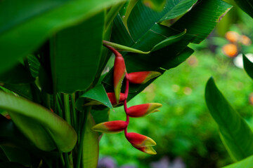  Strelitzia reginae should be planted in a humid, ventilated place, avoid flooding, do not like...