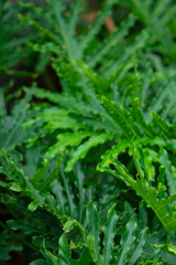 Philodendron Bipinnatifidum may be a possible pest problem. Note that the sap may cause skin irritation, Philodendron Bipinnatifidum all parts of the Philodendron Bipinnatifidum are poisonous if inges