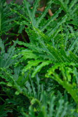 Philodendron Bipinnatifidum may be a possible pest problem. Note that the sap may cause skin irritation, Philodendron Bipinnatifidum all parts of the Philodendron Bipinnatifidum are poisonous if inges