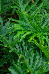 Philodendron Bipinnatifidum may be a possible pest problem. Note that the sap may cause skin irritation, Philodendron Bipinnatifidum all parts of the Philodendron Bipinnatifidum are poisonous if inges