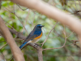 深い藪の奥でリラックスしているルリビタキの雄
