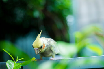  the Cockatiel Nymphicus is a crested parakeet or small cockatoo; Cockatiel Nymphicus more recent...
