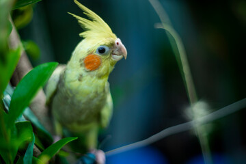 Cockatiel Nymphicus with common coloring (grey body with yellow head) Cockatiel Nymphicus are...