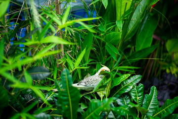 The Cockatiel Nymphicus is the only member of the genus Nymphicus. Cockatiel Nymphicus was previously unclear whether the Cockatiel Nymphicus 