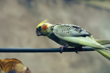 The Cockatiel Nymphicus is the only member of the genus Nymphicus. Cockatiel Nymphicus was...