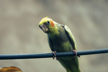 Nymphicinae. Cockatiel Nymphicus now classified as the smallest subfamily of the Cacatuidae...